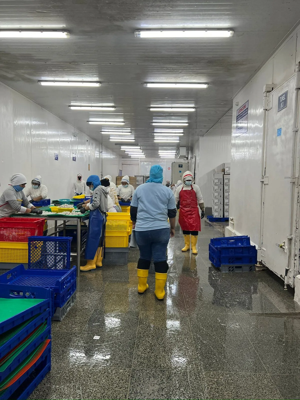 Proyectos BAEC — Empacadora de Camarón